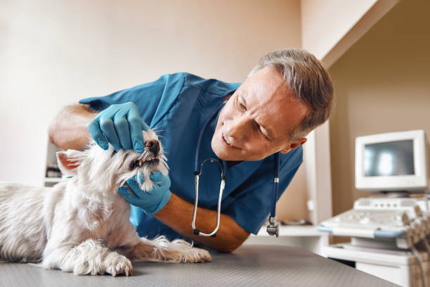 Best Emergency Tooth Extraction in Combee Settlement, FL